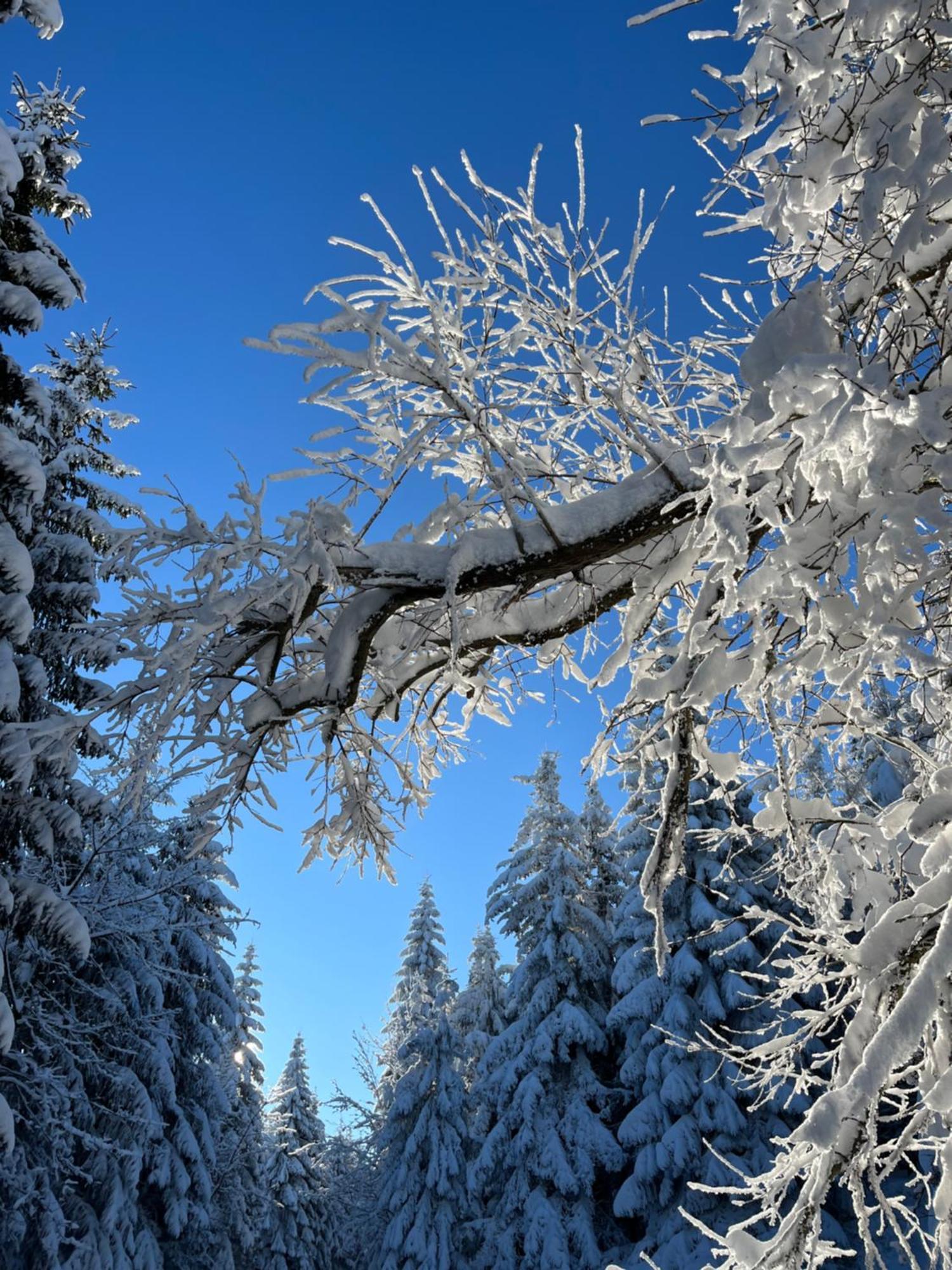 Woodyou - Izerski Resort Świeradów-Zdrój Extérieur photo